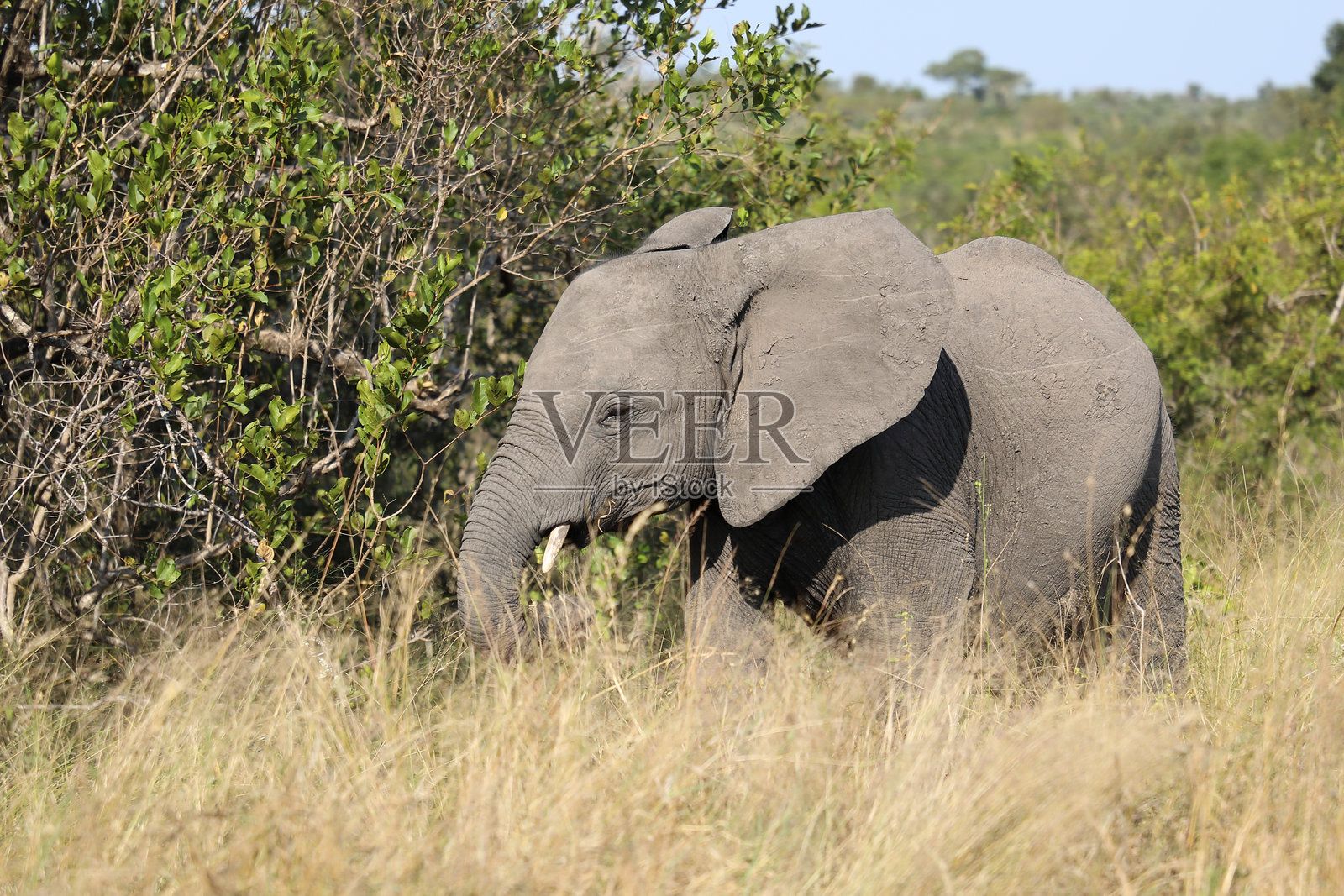 非洲象 / 非洲象 / 非洲象 (Loxodonta africana)照片摄影图片