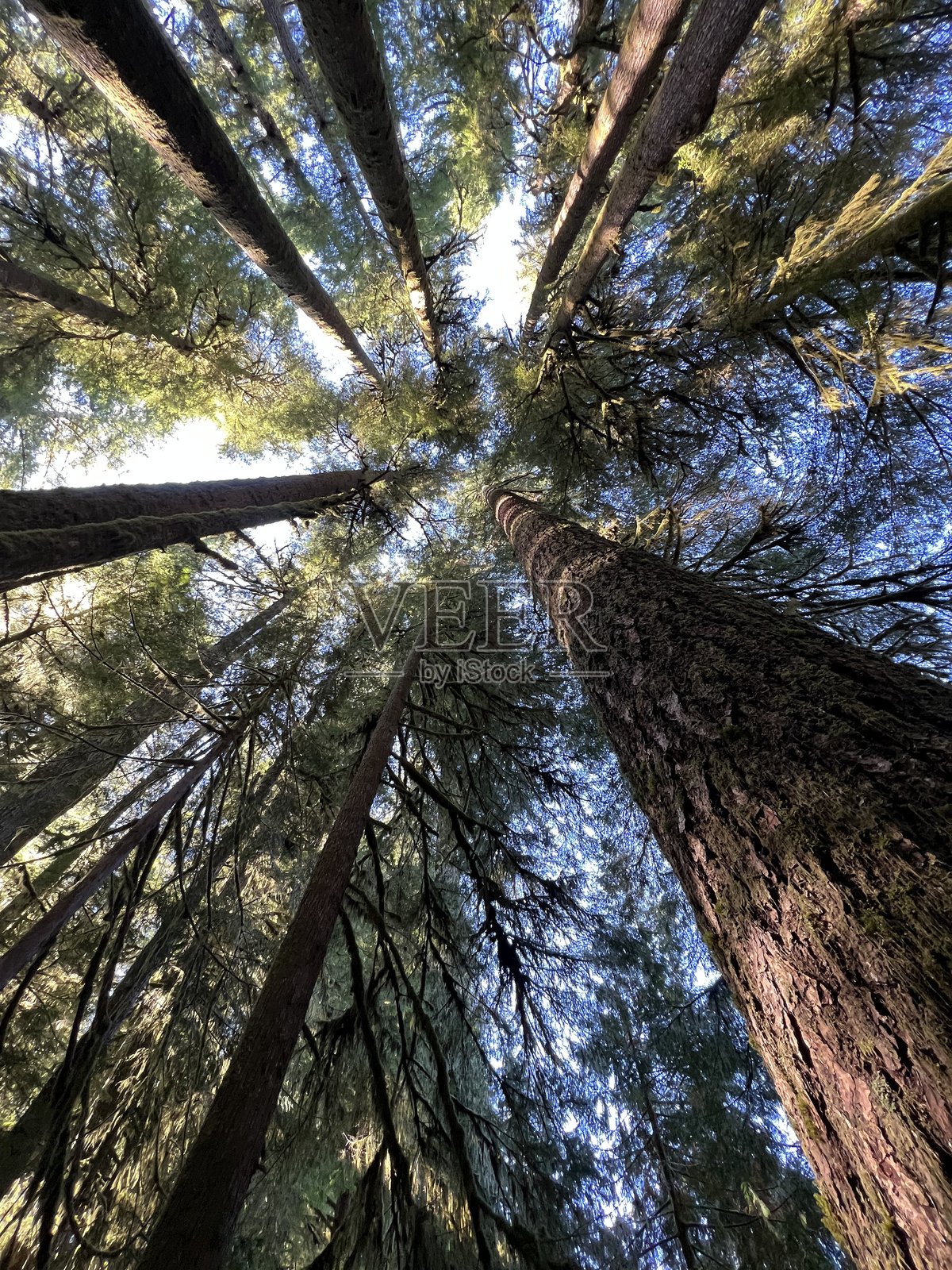 透过树木的视野照片摄影图片