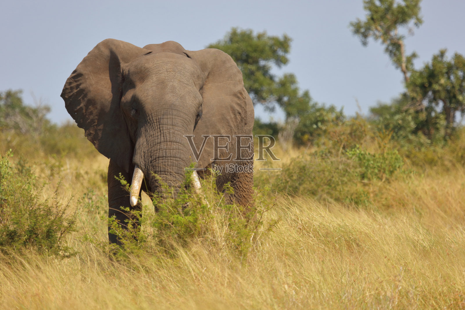 非洲象 / 非洲象 / 非洲象照片摄影图片