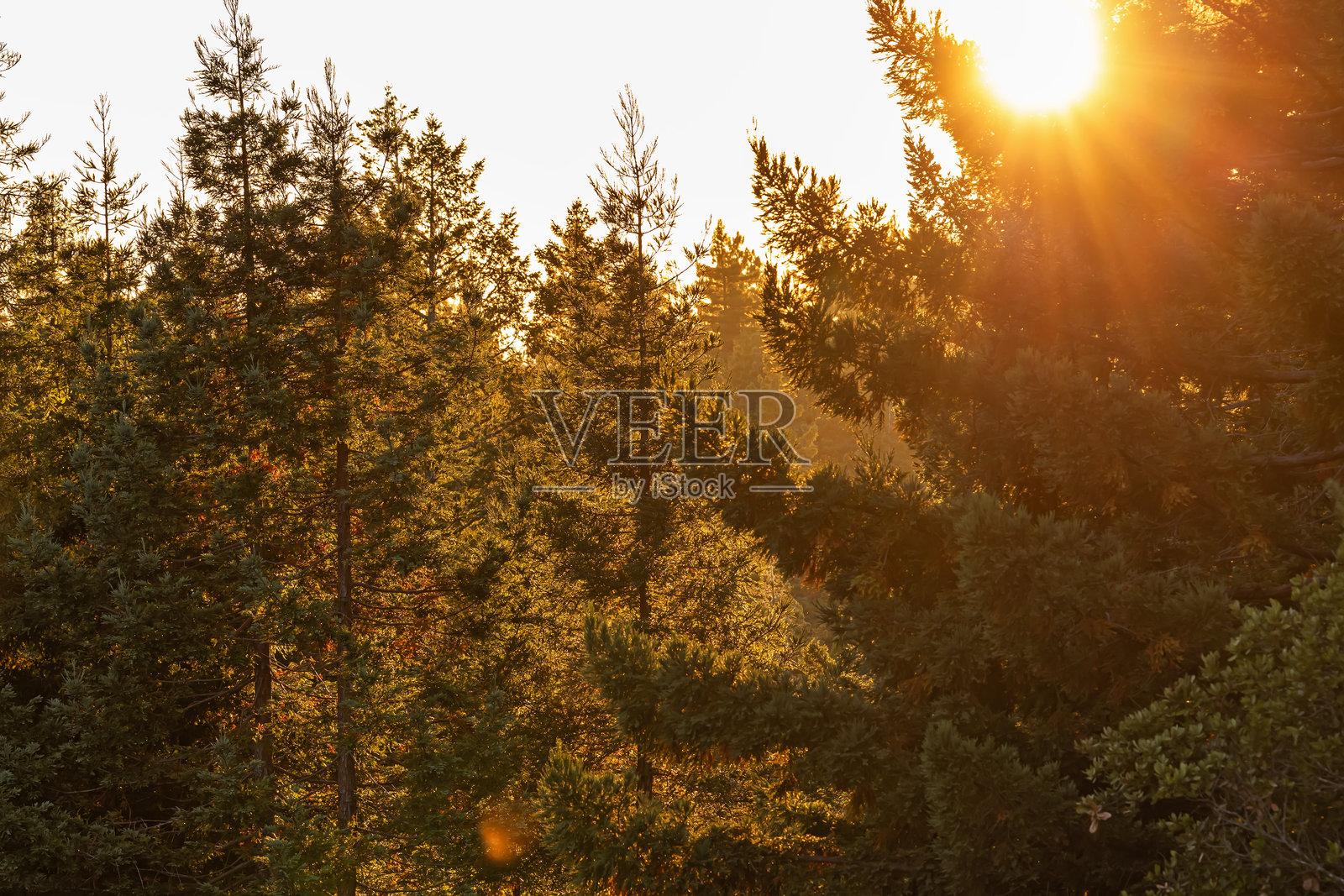 阳光在黄金时刻透过树木洒下。照片摄影图片