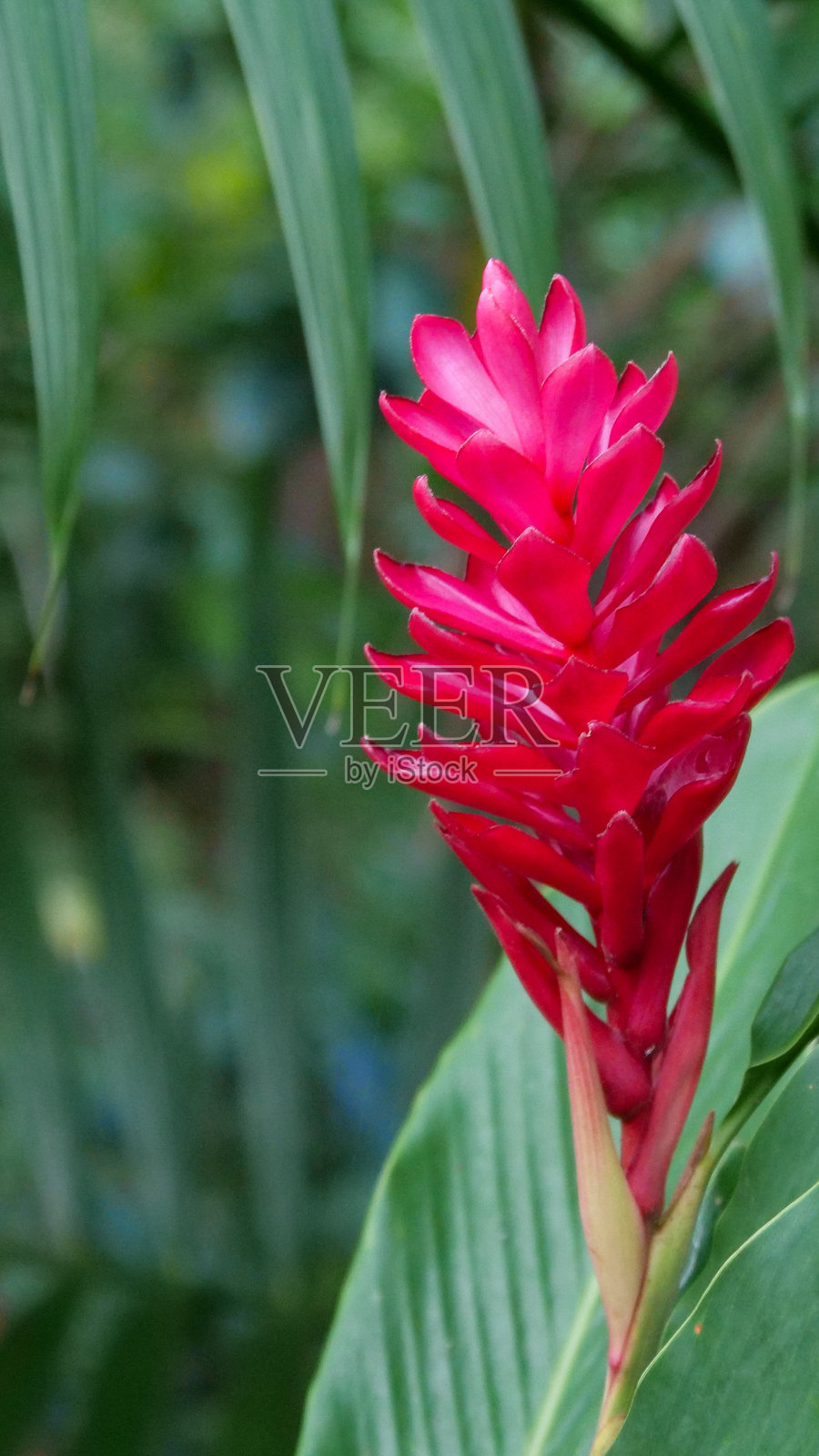 红姜花的垂直特写,展示花朵的细节照片摄影图片