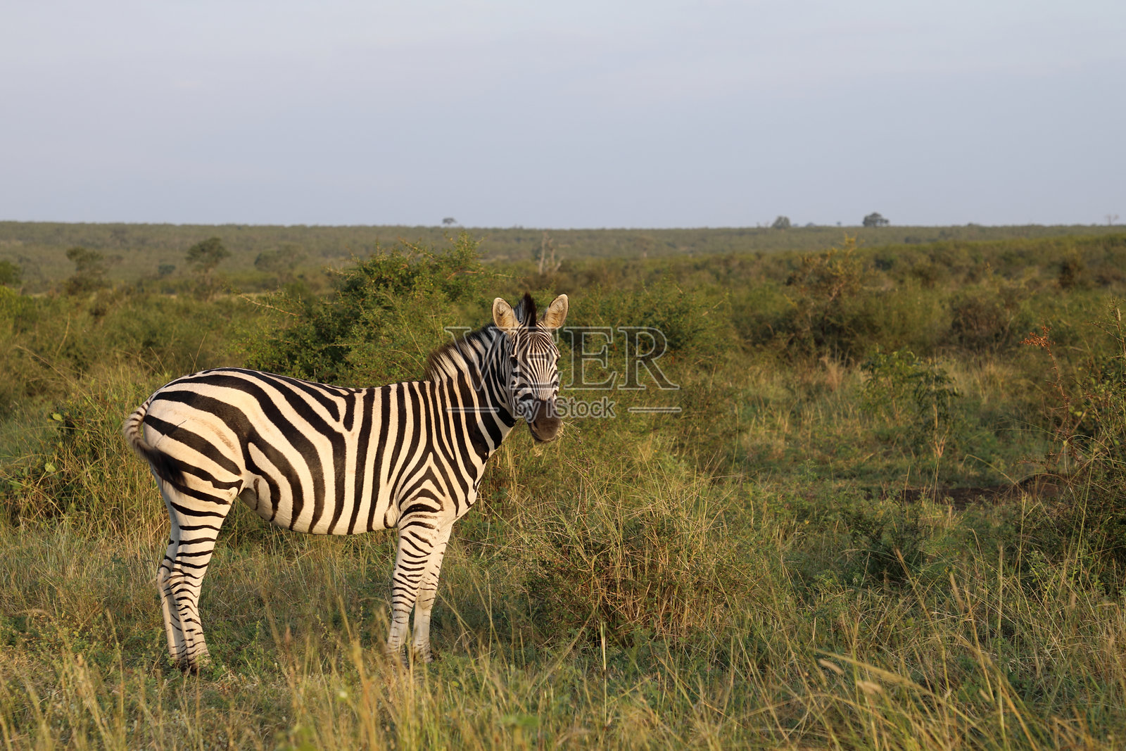 草原斑马 / 伯切尔斑马 / Equus quagga burchellii照片摄影图片