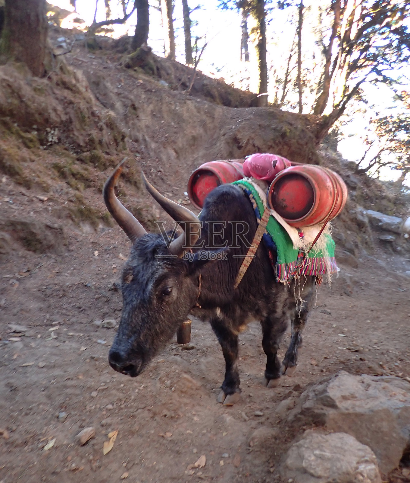 在萨加玛塔国家公园中驼牛驮着水箱照片摄影图片