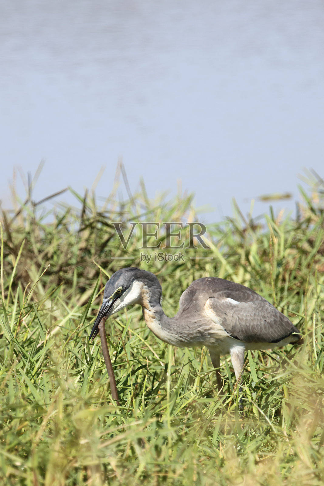 黑头苍鹭与莫桑比克喷蛇 / Ardea melanocephala 和 Naja mossambica照片摄影图片