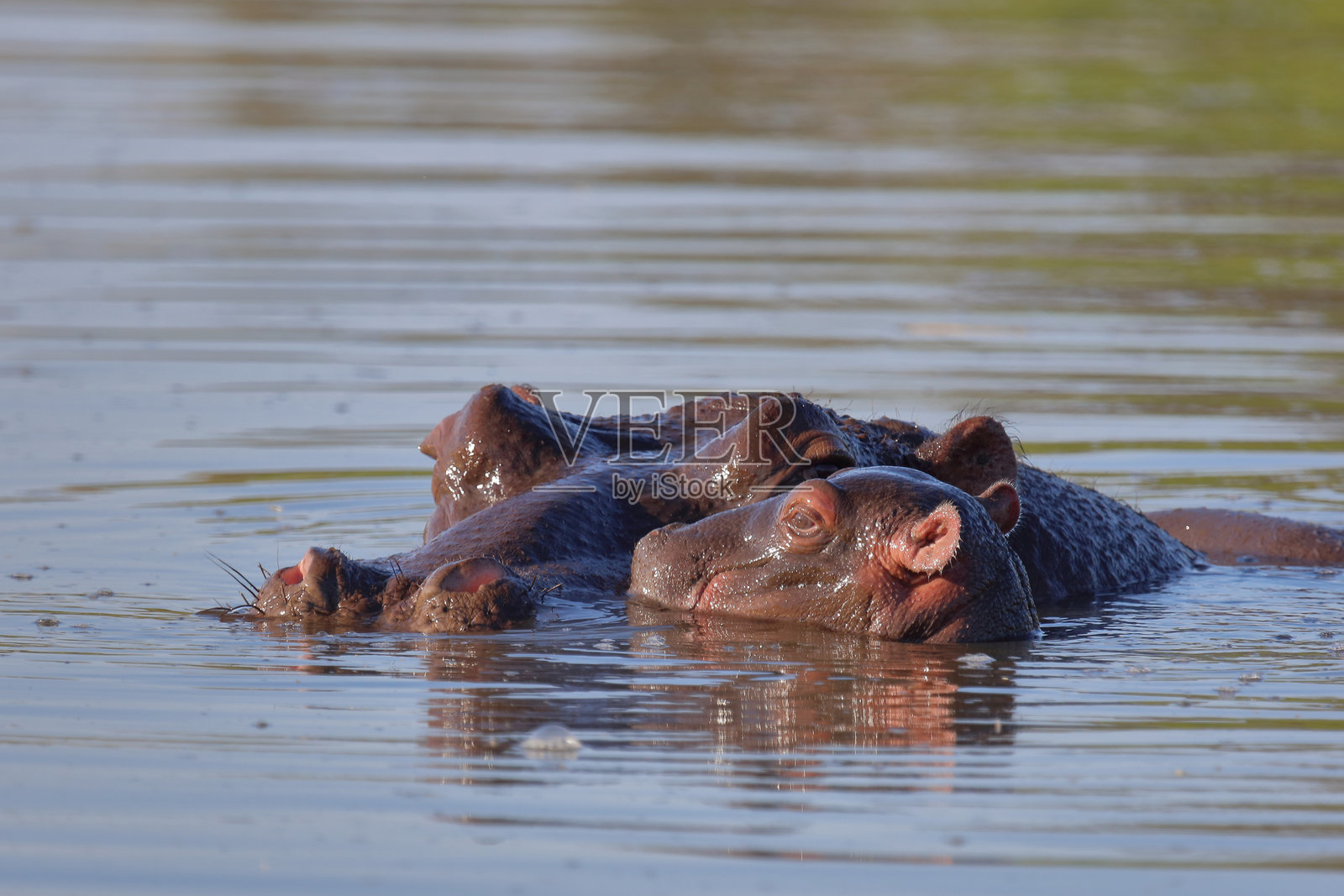 河马 / 河马 / 水豚照片摄影图片