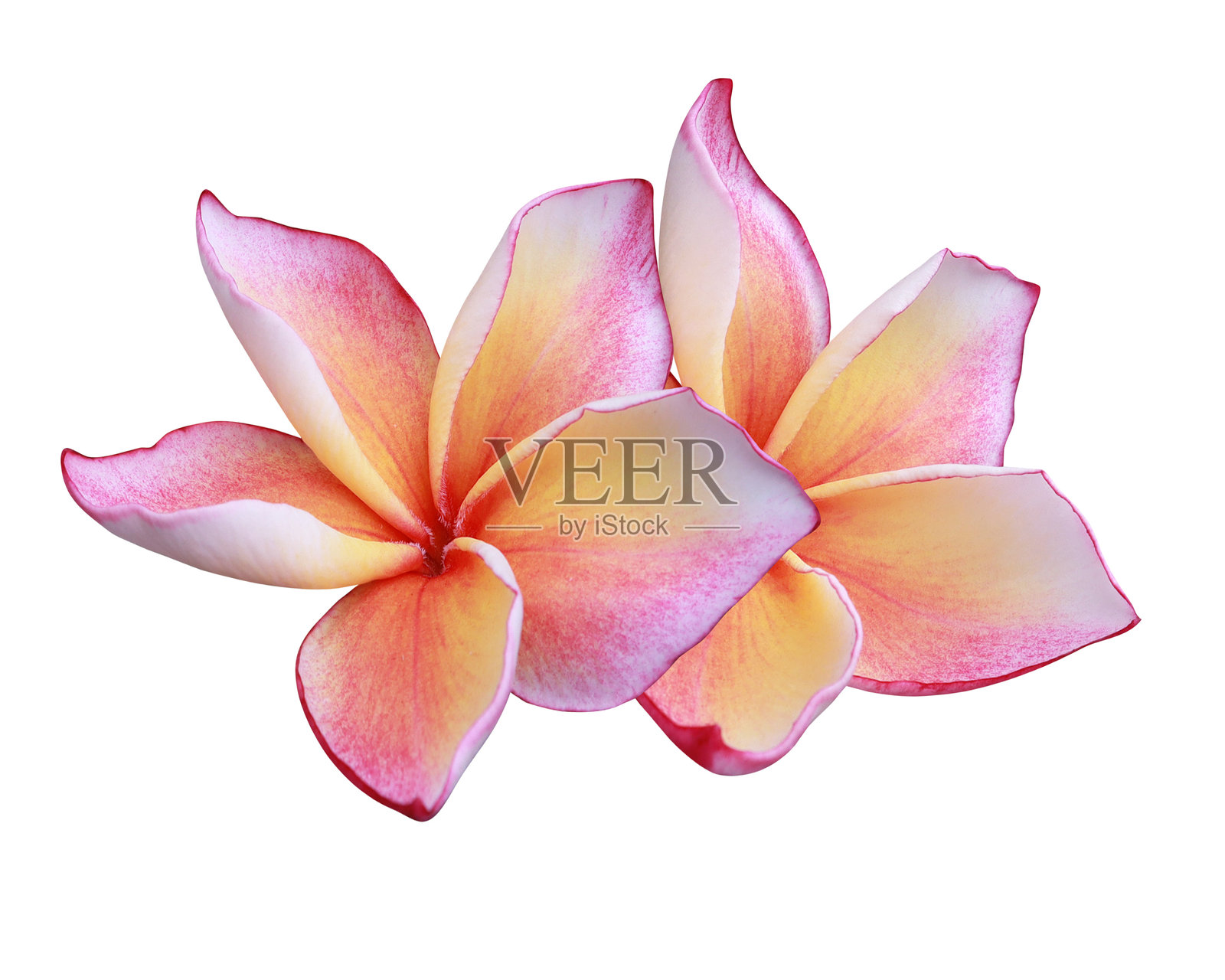 特写的粉黄夹竹桃花束,背景为白色。照片摄影图片