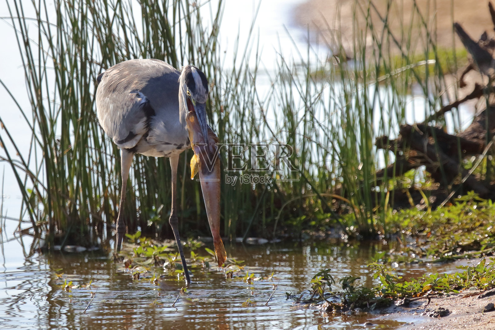 非洲灰鹭 / Grey heron / Ardea cinerea照片摄影图片