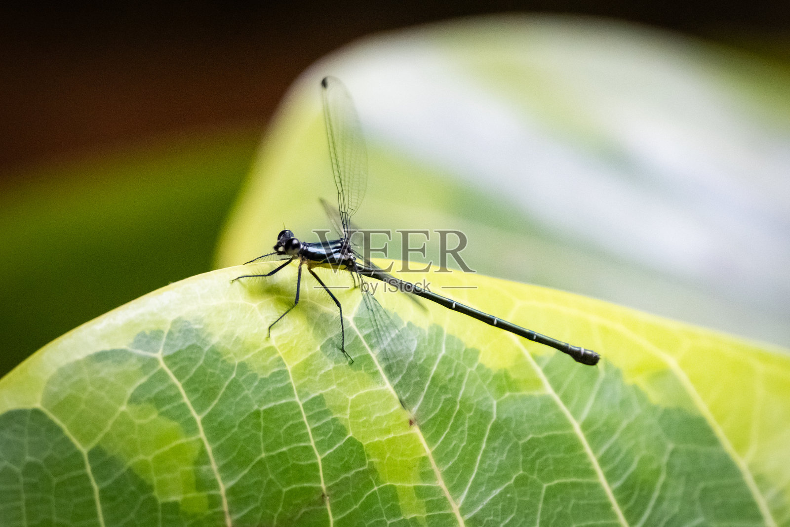 一只黑蓝相间的金属蜻蜓(Anisoptera)优雅地栖息在一片大绿叶上,浅景深突显了它细腻的细节。照片摄影图片