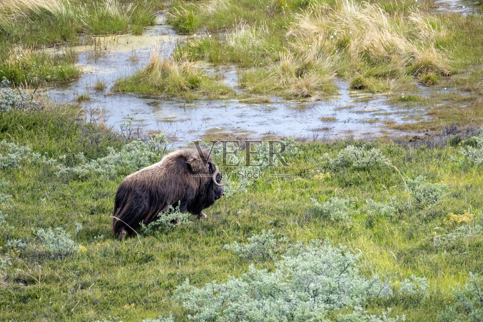 在格林兰的康格鲁斯瓦克地区,麝牛在五彩斑斓的秋季苔原植被中。照片摄影图片