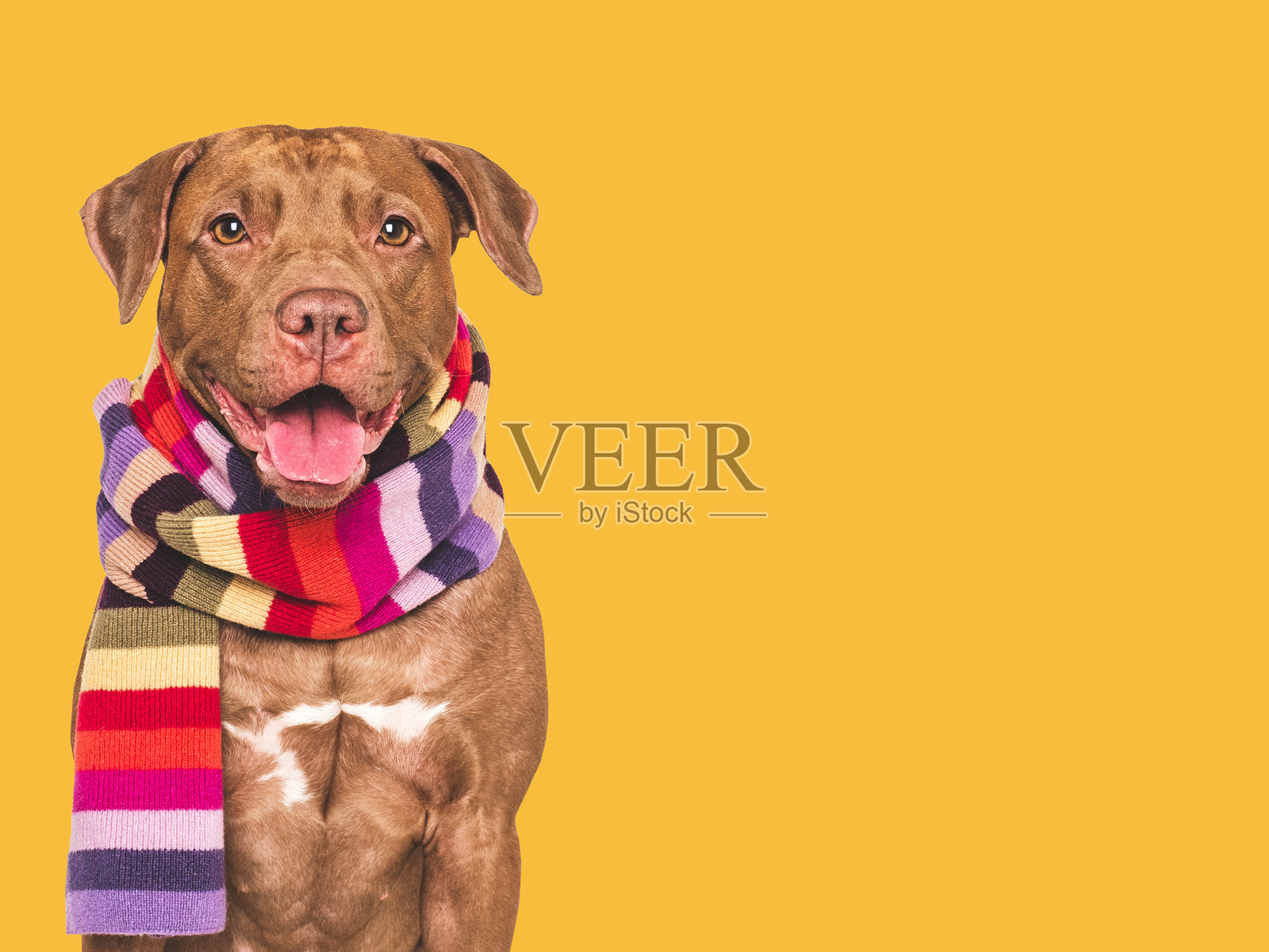 可爱的狗和编织的冬季围巾。摄影棚拍摄。照片摄影图片