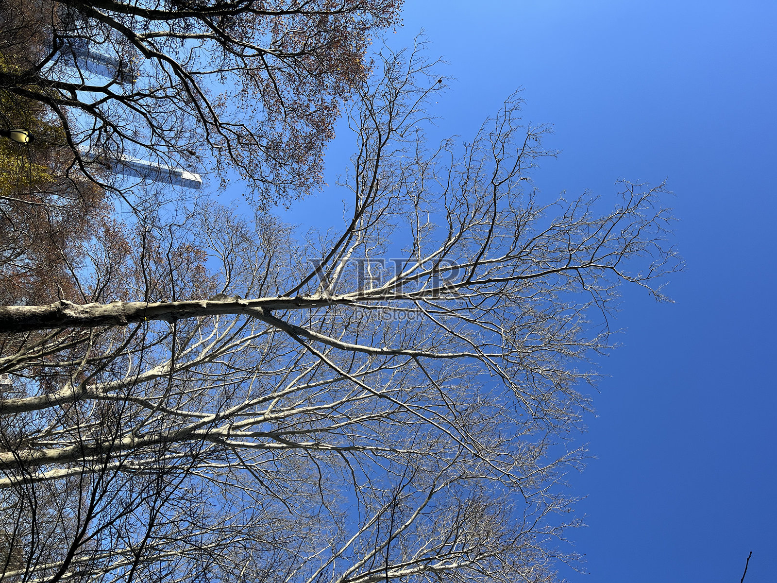 纽约中央公园的树木和天空背景,冬日蓝天照片摄影图片