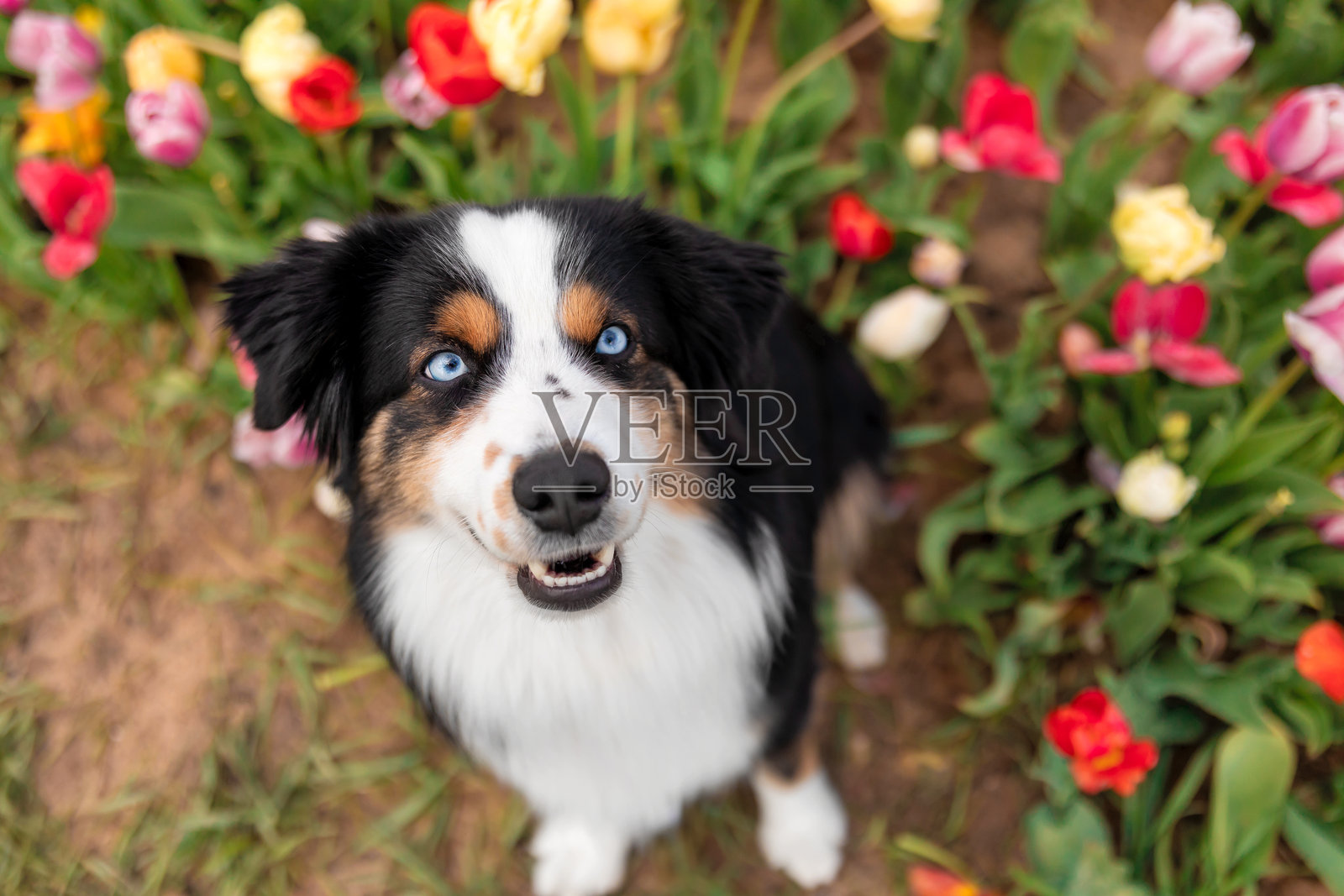 坐着并仰望的迷你美国牧羊犬。花田中的狗。盛开。春天。蓝眼睛的狗。照片摄影图片