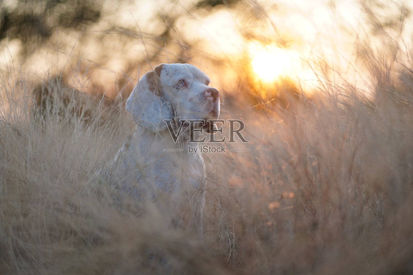 一只可爱的白毛比格犬坐在傍晚的草地上,沐浴在金色阳光下。照片摄影图片