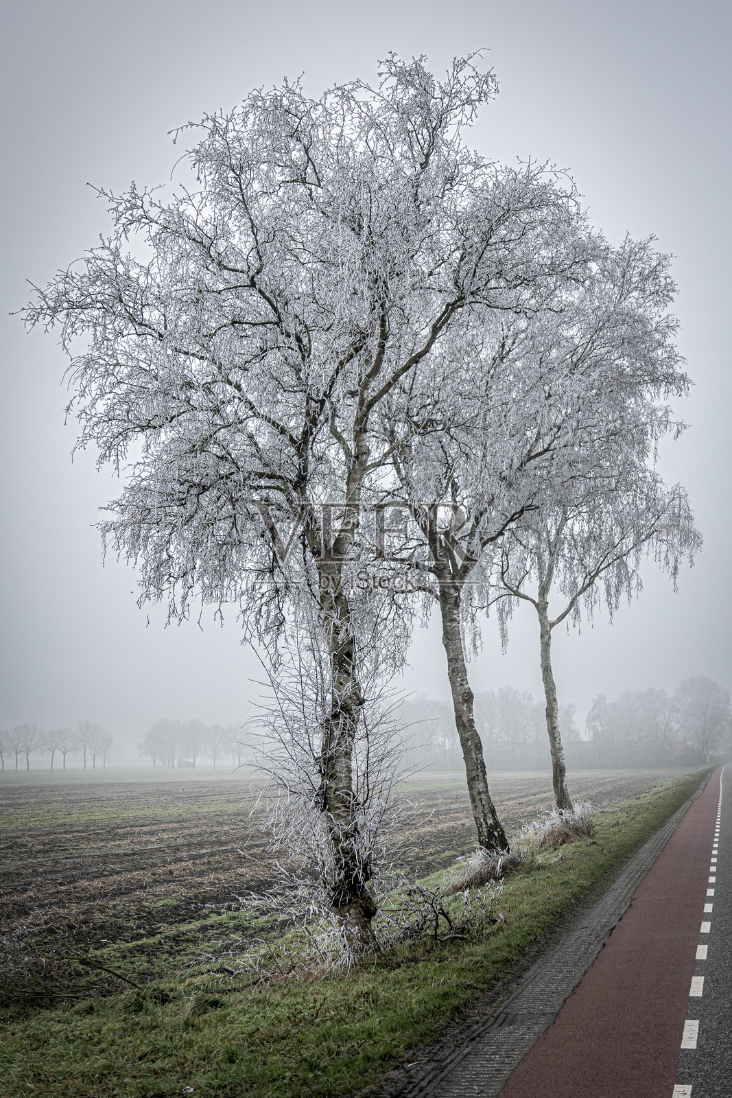 荷兰一个冰冷雾蒙蒙的冬日,白桦树上覆盖着霜冻。照片摄影图片
