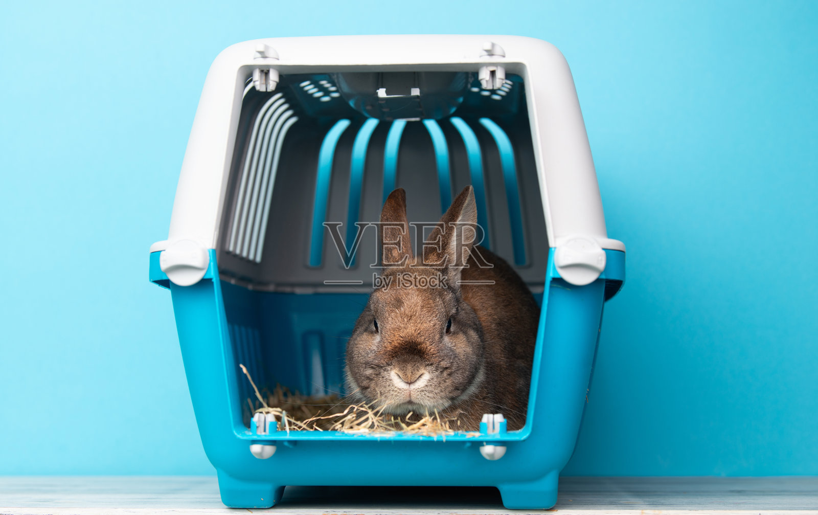 兔子在运输箱里,宠物被锁在笼子里,照顾家养动物,度假或去看兽医。照片摄影图片