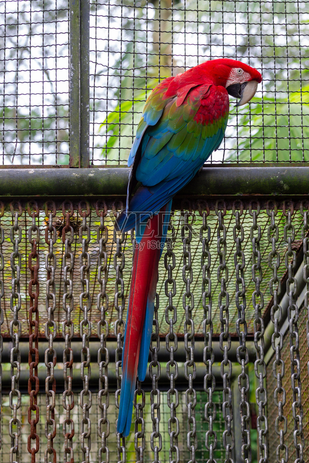 特写的红鹦鹉,背景模糊。照片摄影图片