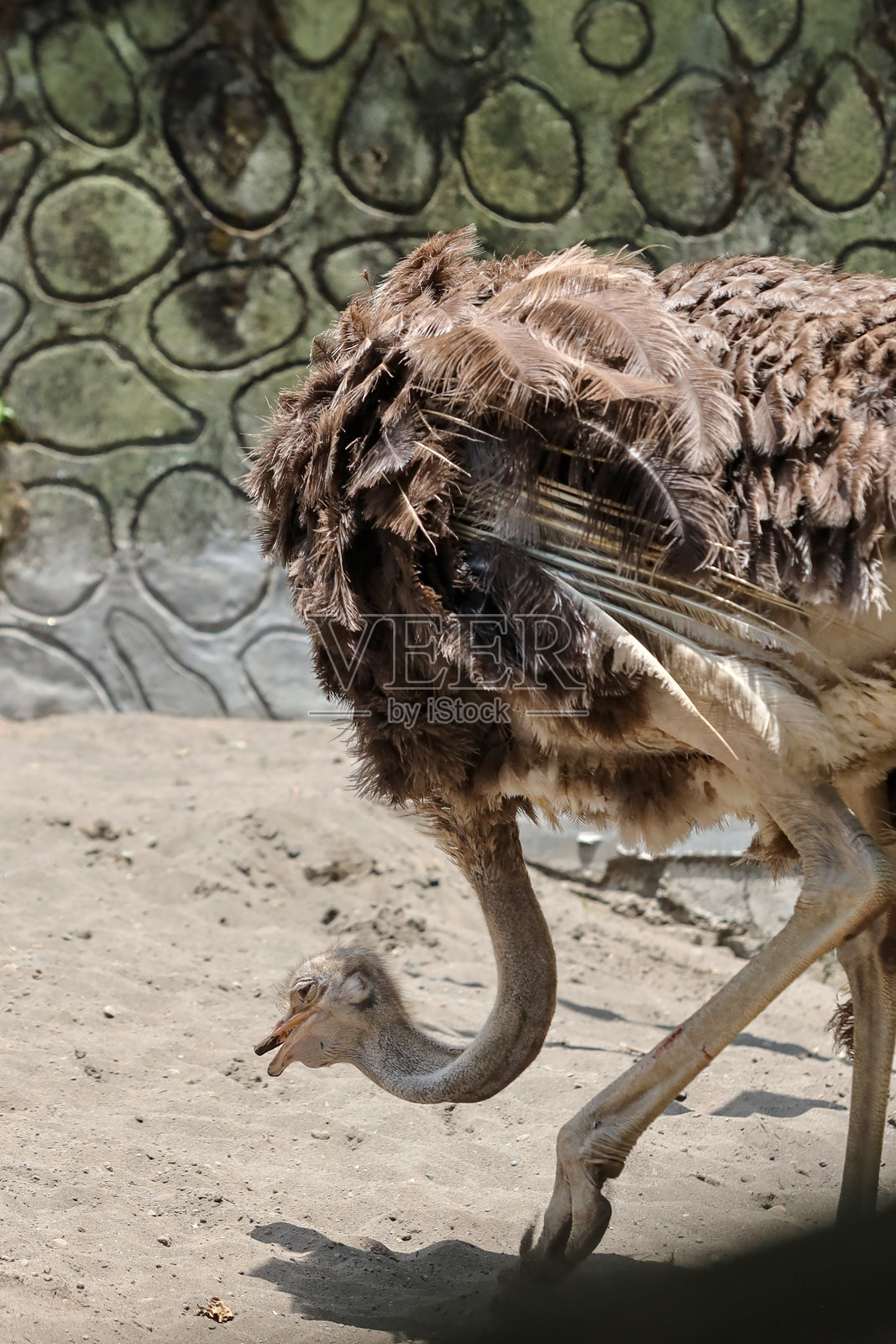 农场户外围栏中的鸵鸟照片摄影图片