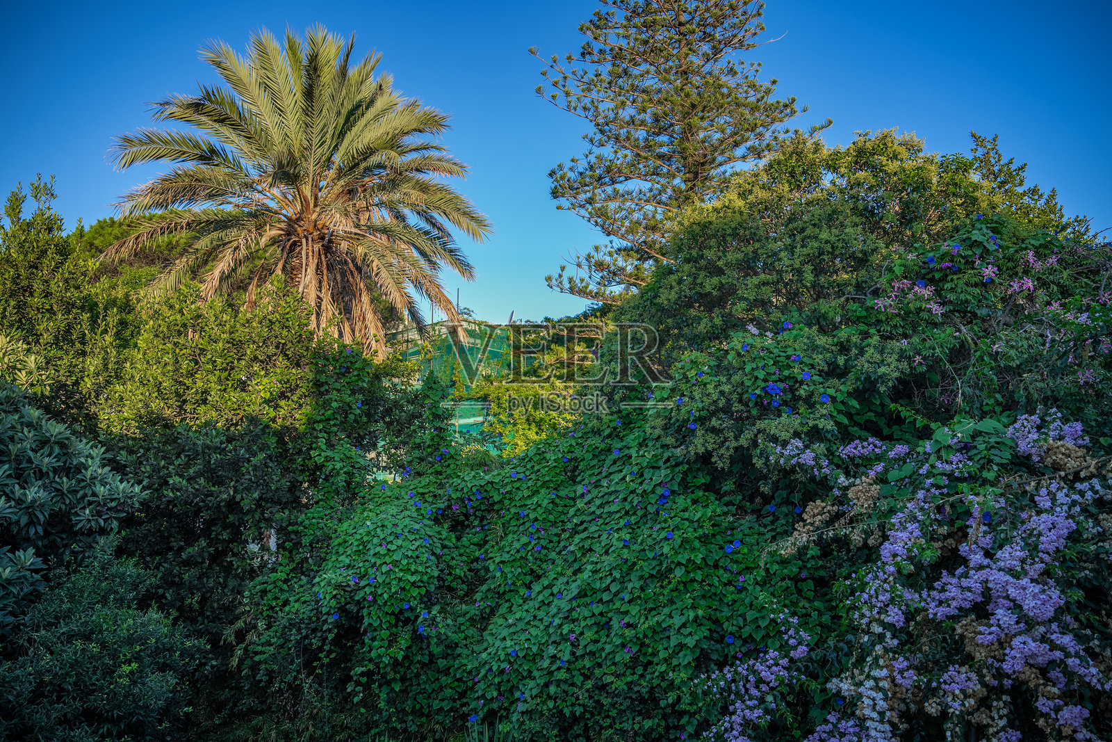 意大利卡普里的紫色九重葛花和树木。照片摄影图片