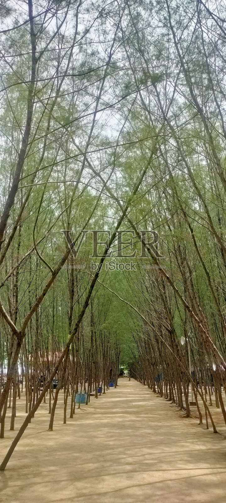 沙砾小径穿过茂密的树林。照片摄影图片