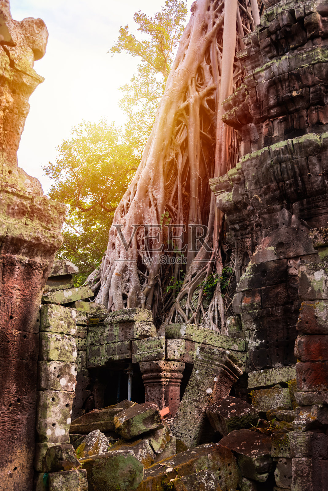 吴哥通,柬埔寨丛林中的古老寺庙遗址,树根交错。照片摄影图片