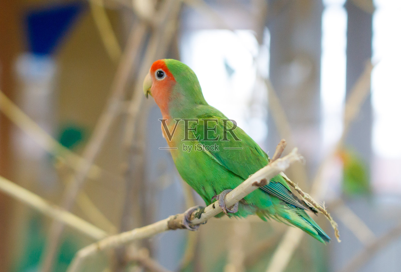 一只绿色和黄色的鸟栖息在树枝上照片摄影图片