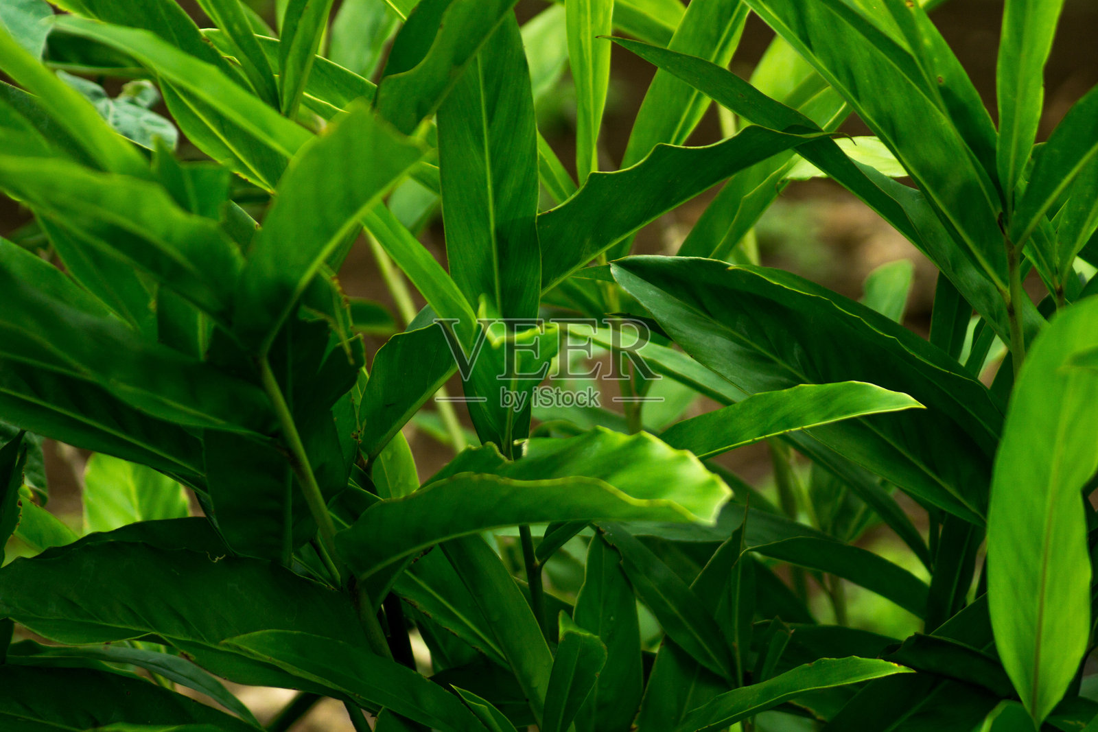 美丽的早晨景色,印度尼西亚的全景,稻田与美丽的色彩和自然光的天空。照片摄影图片