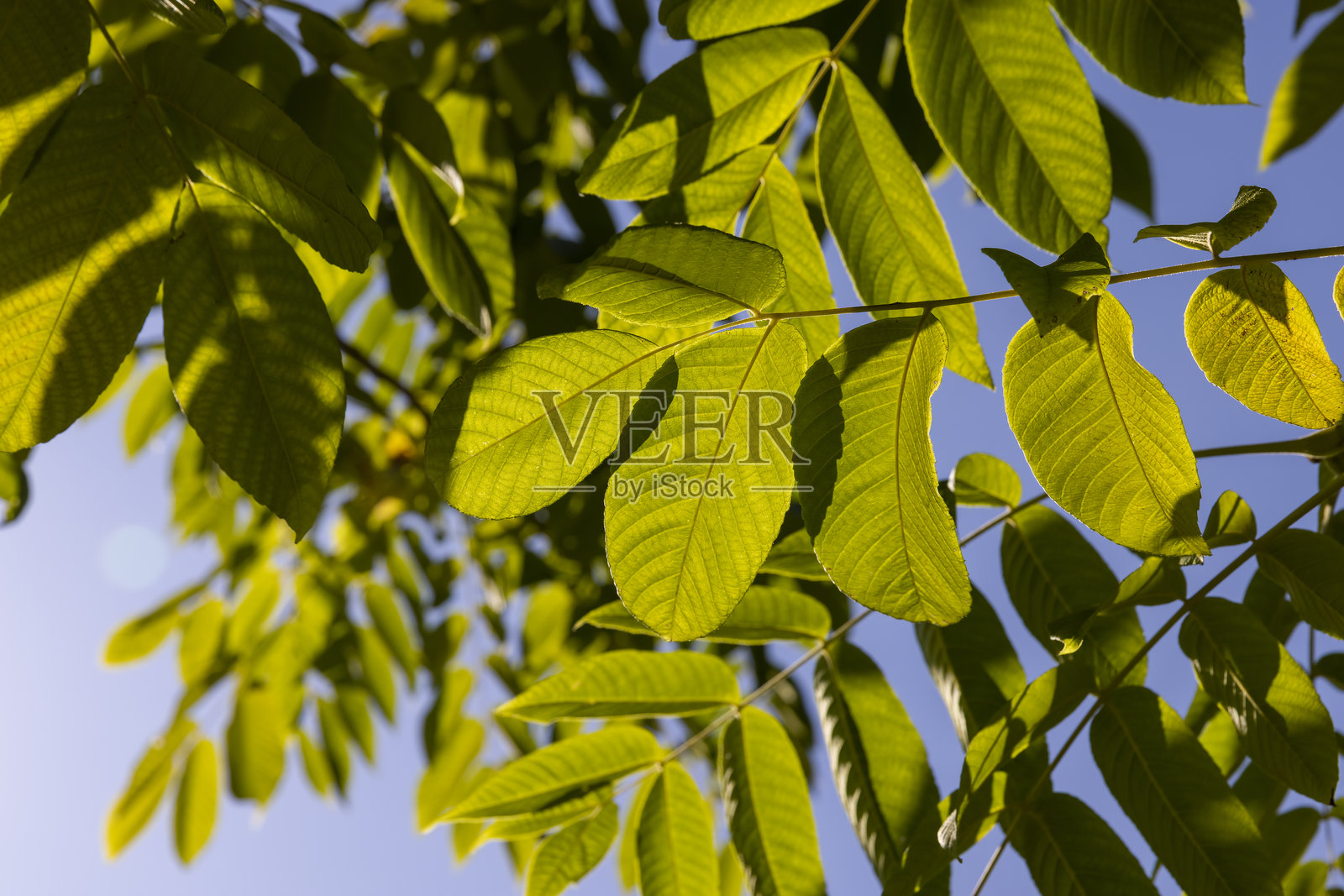 夏季胡桃树的绿色树叶照片摄影图片