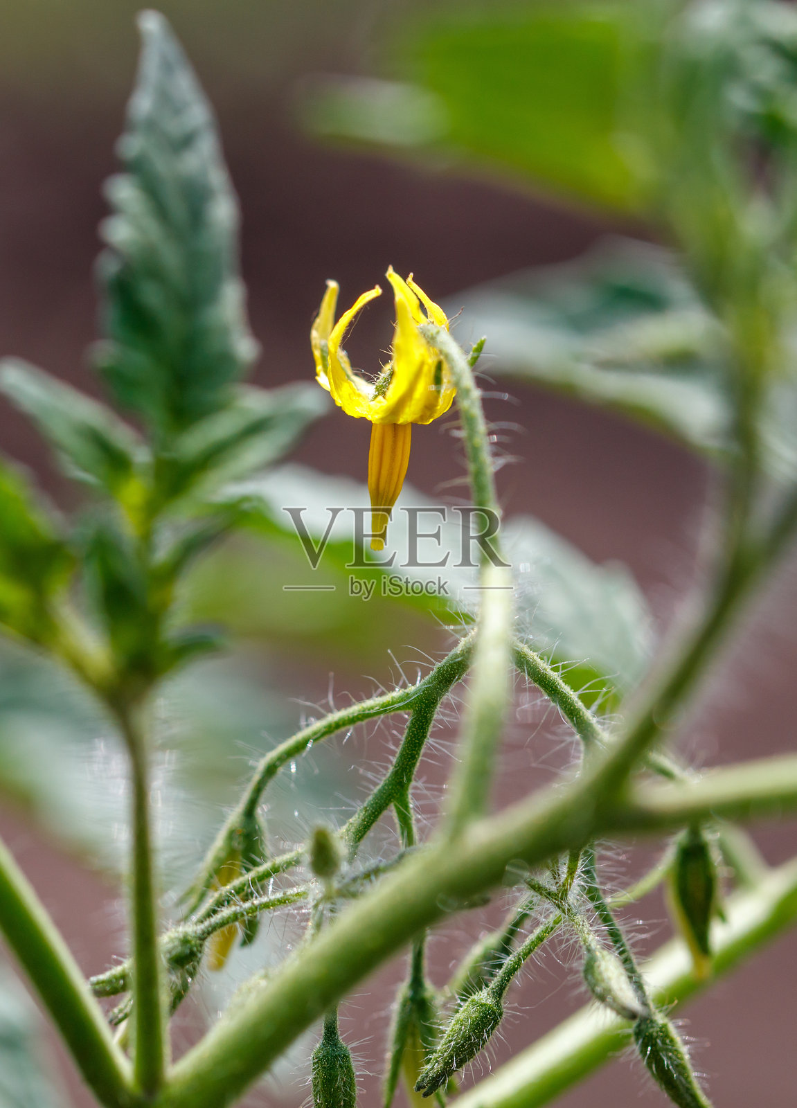 一朵黄色花朵与棕色茎干在绿色叶子上。照片摄影图片