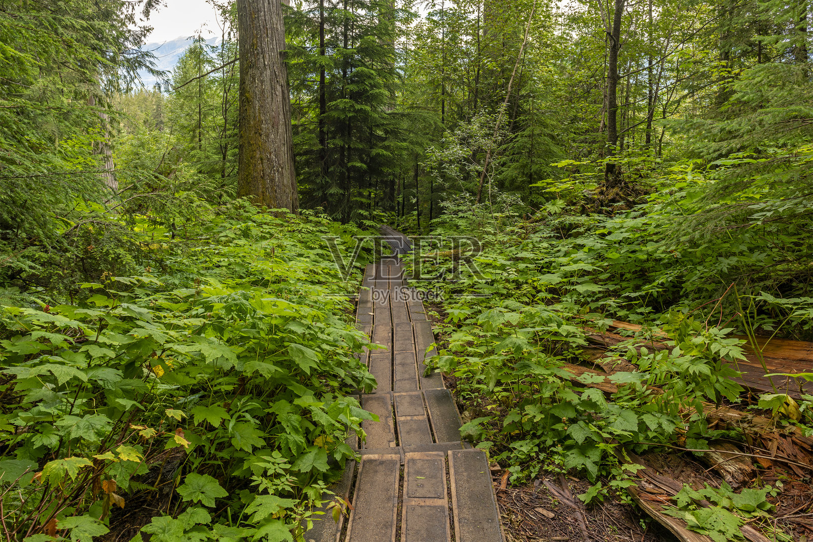 不列颠哥伦比亚省的古老森林栈道徒步旅行照片摄影图片