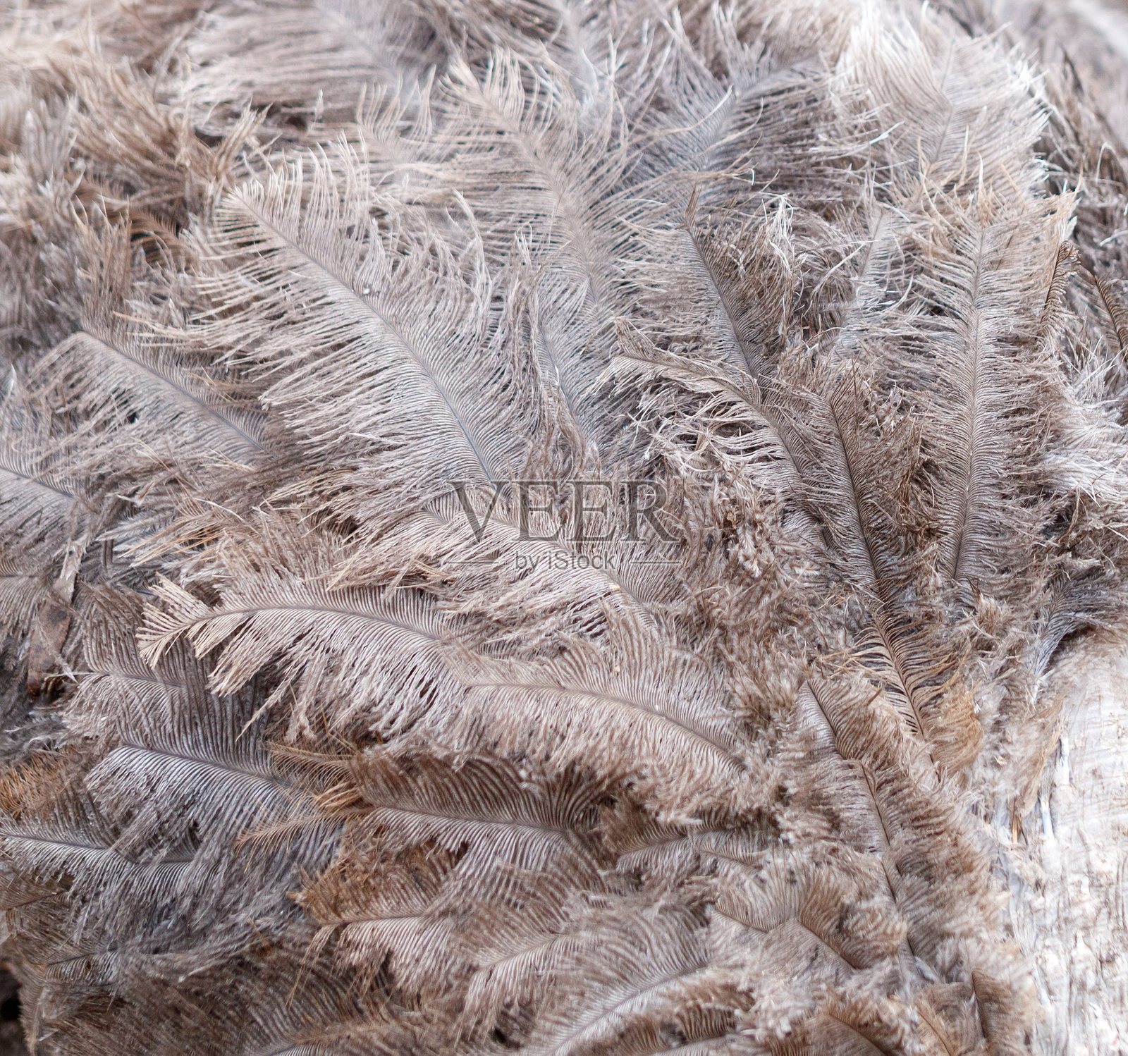 羽毛是棕色的,毛茸茸的照片摄影图片