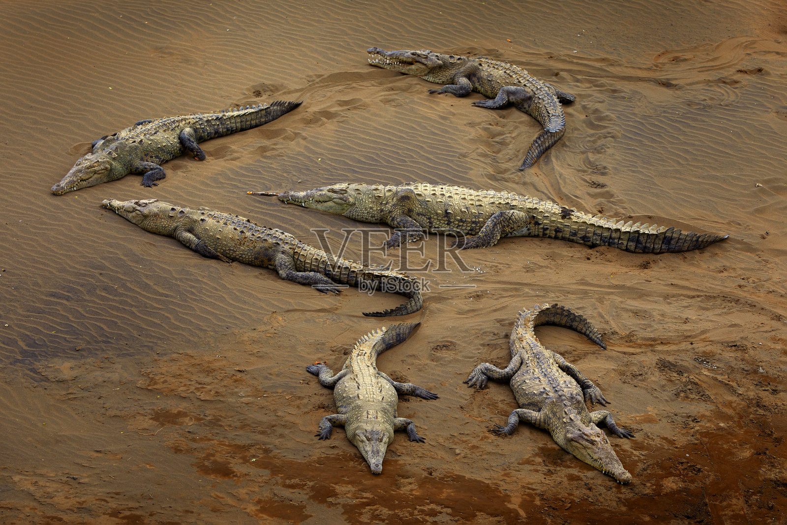 美洲鳄(Crocodylus acutus),河中的动物。自然界的野生动物场景。来自哥斯达黎加塔尔科莱斯河的鳄鱼。泥土中的危险动物。照片摄影图片