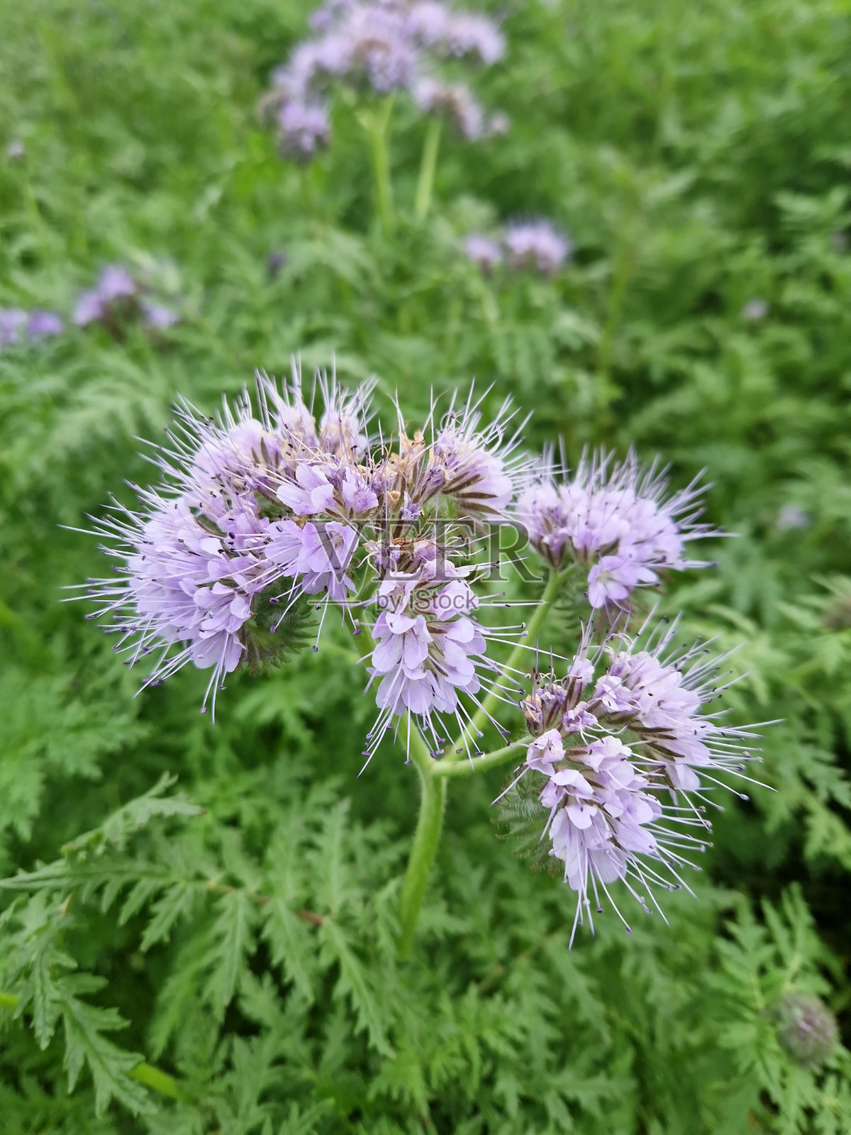 香蒿花,香蒿,农业中的丛生美丽花朵照片摄影图片