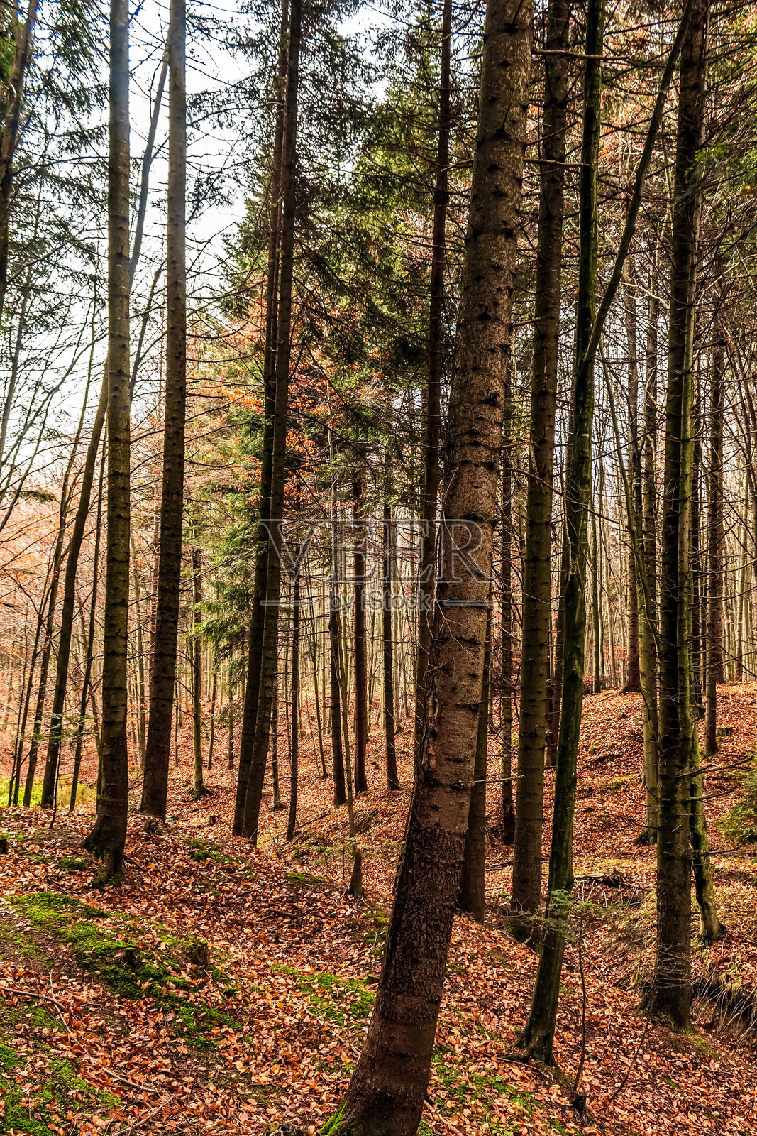 风景 - 森林 - 欧洲,罗马尼亚,苏恰瓦地区照片摄影图片