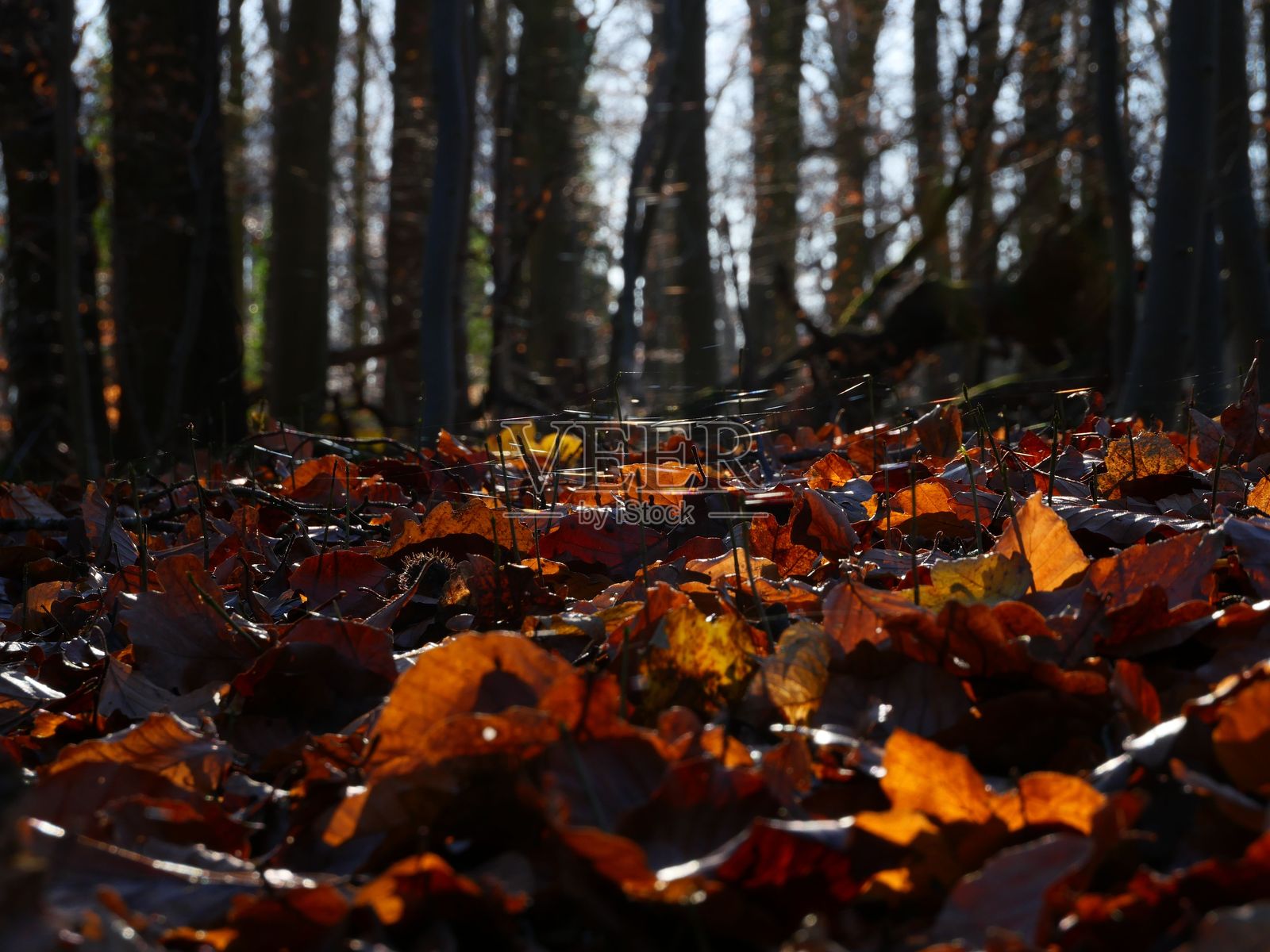 秋天的树叶铺满森林地面照片摄影图片