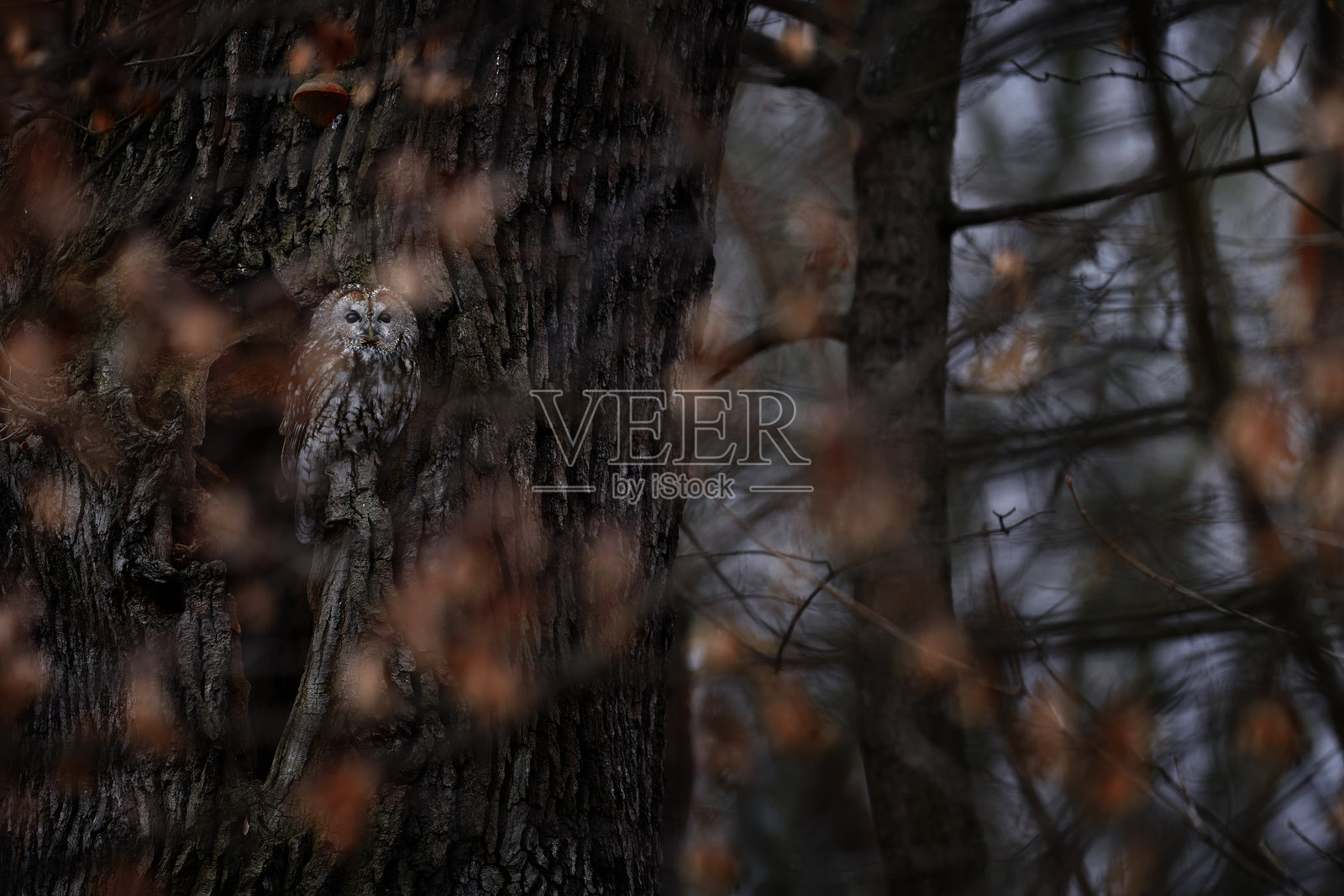 褐鸮(Strix aluco)在黑暗的森林中。鸟类栖息在树木环境中,捷克共和国布拉格。秋季野生动物在自然中。猫头鹰坐在树干上,前景是橙色的树叶。照片摄影图片