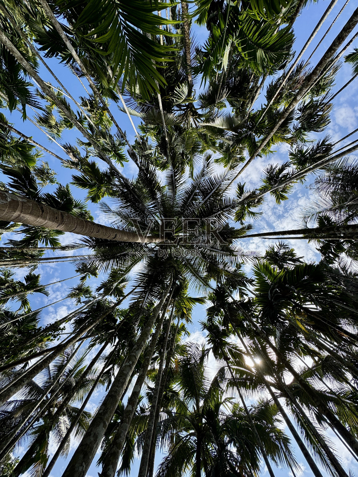 槟榔树种植园的景观照片摄影图片