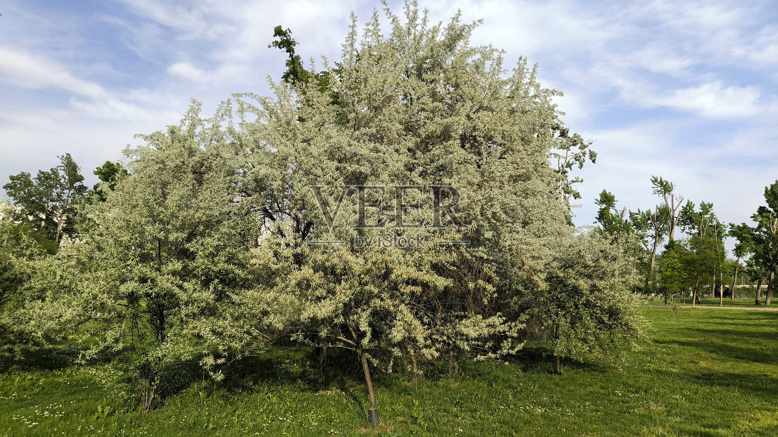 春天开花的俄罗斯橄榄树照片摄影图片