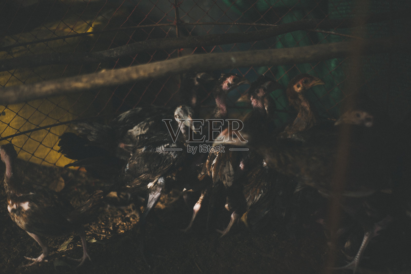 泰国养鸡业照片摄影图片