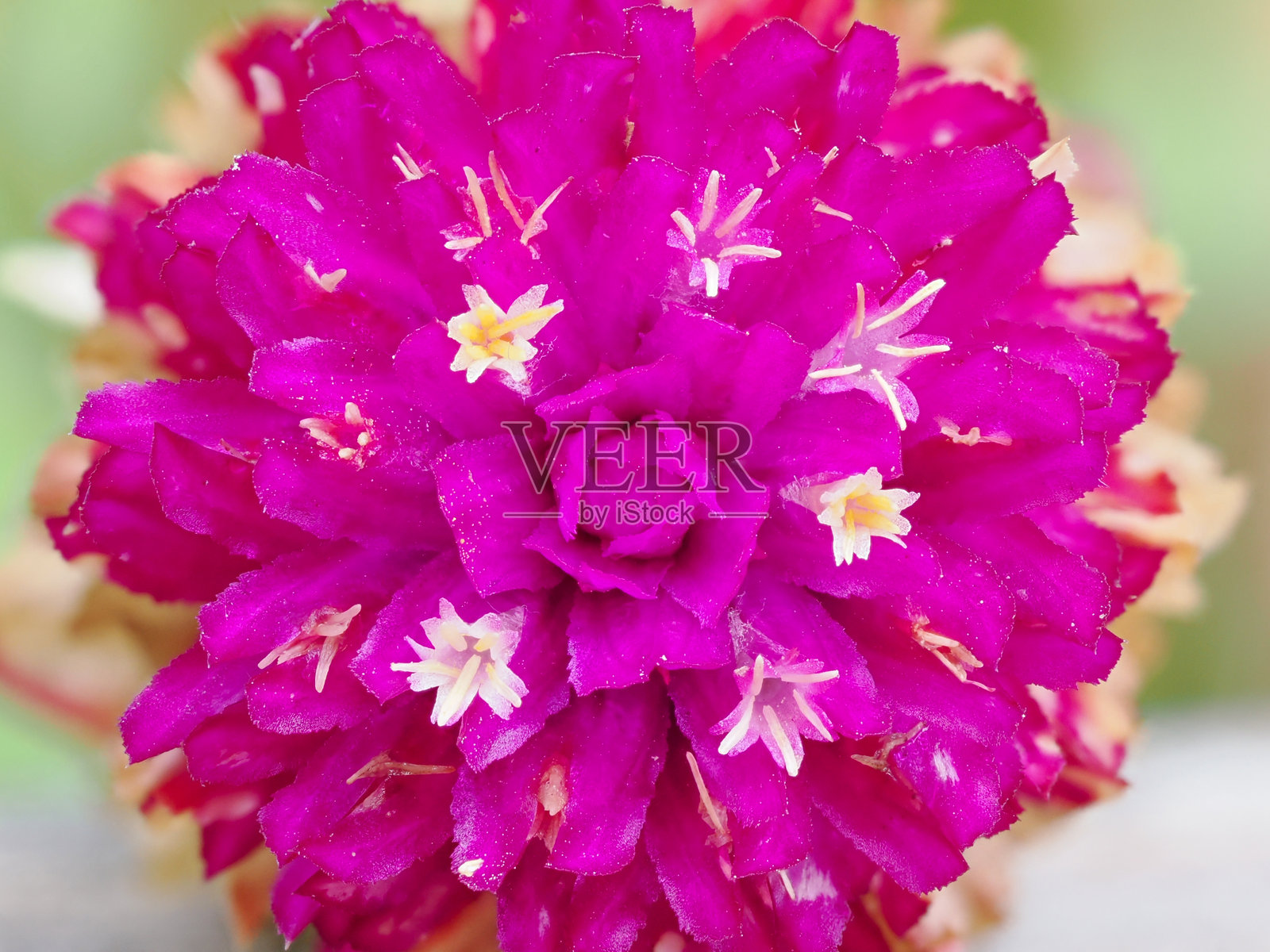 球菊花 (Gomphrena globosa)照片摄影图片