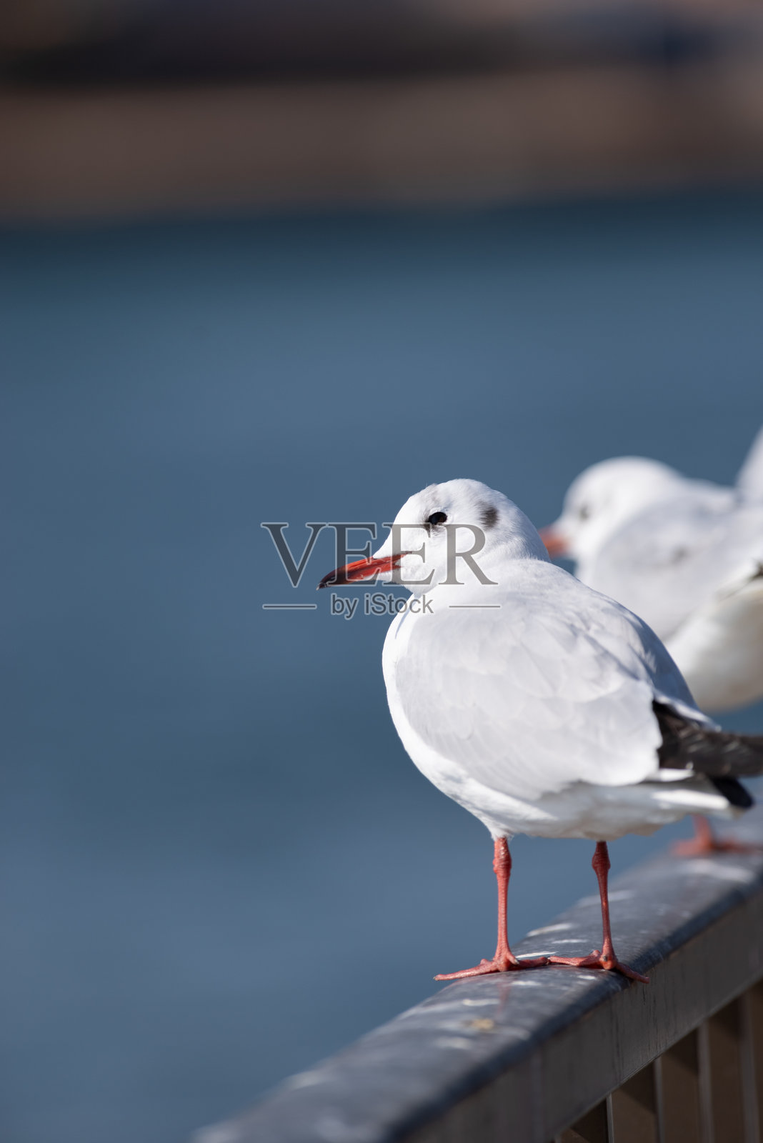 可爱的黑头 gulls 排成一排照片摄影图片