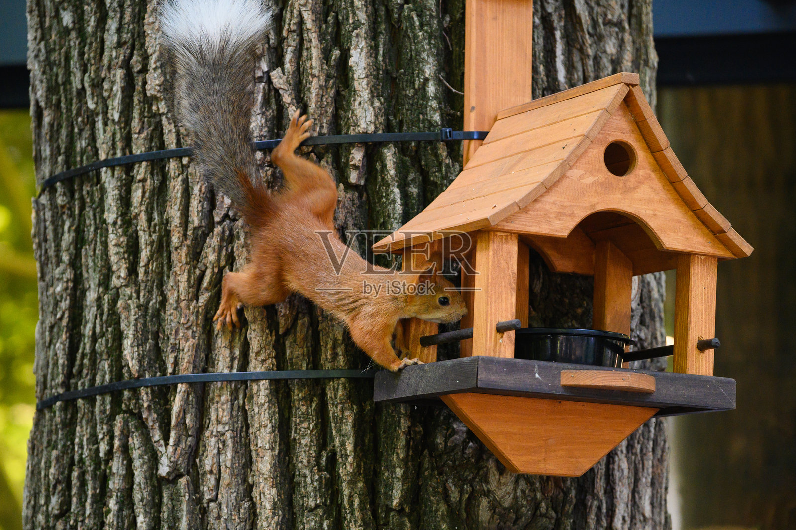 一只红松鼠正在爬向树干上的木制鸟食器。照片摄影图片