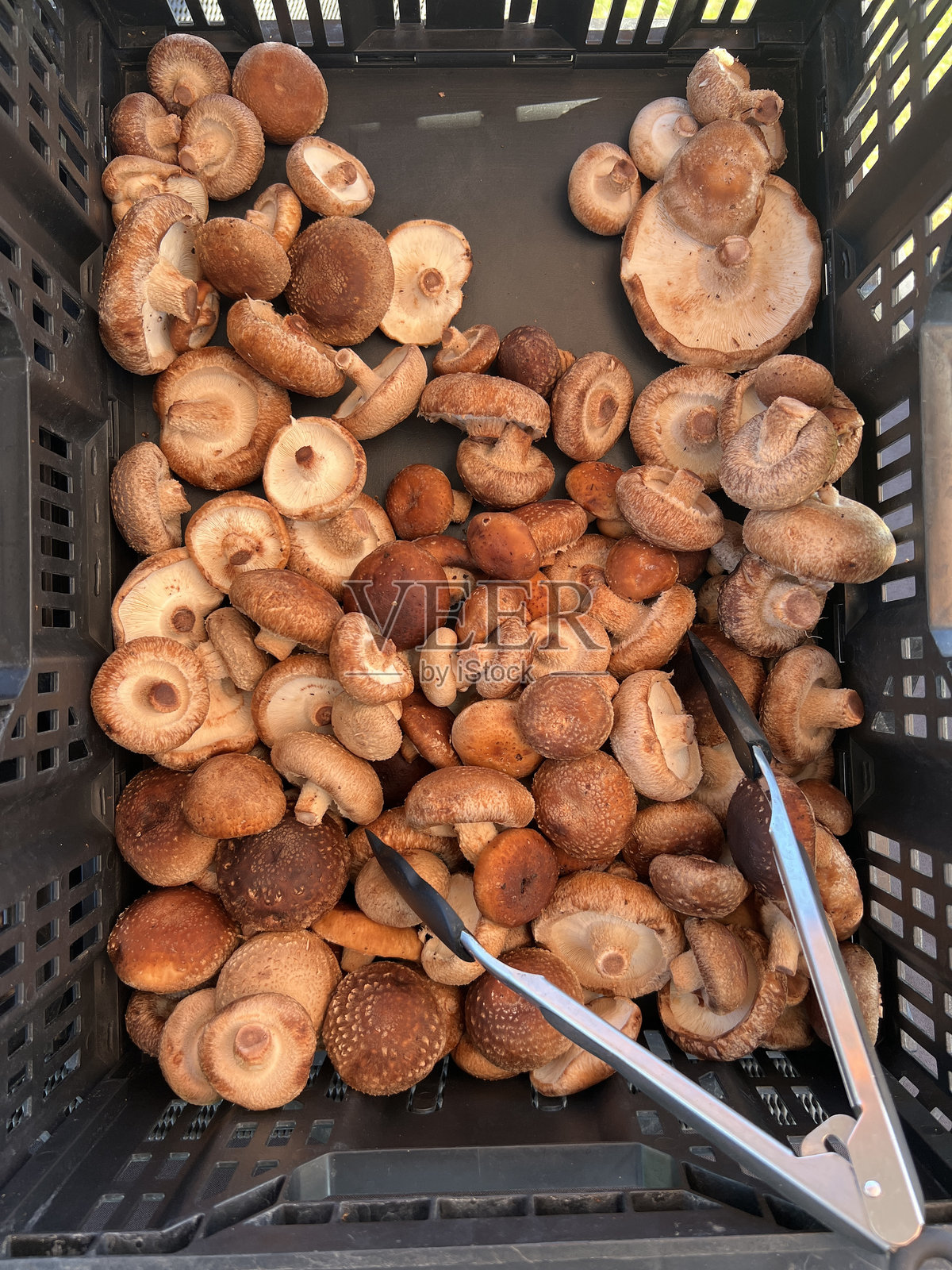 市场摊位上的美味香菇照片摄影图片