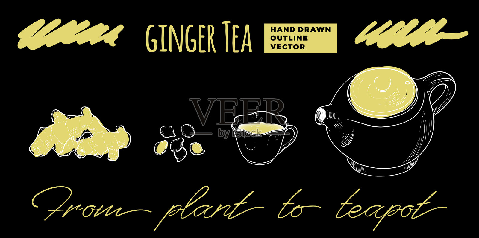 姜茶从植物到茶壶的插图插画图片素材