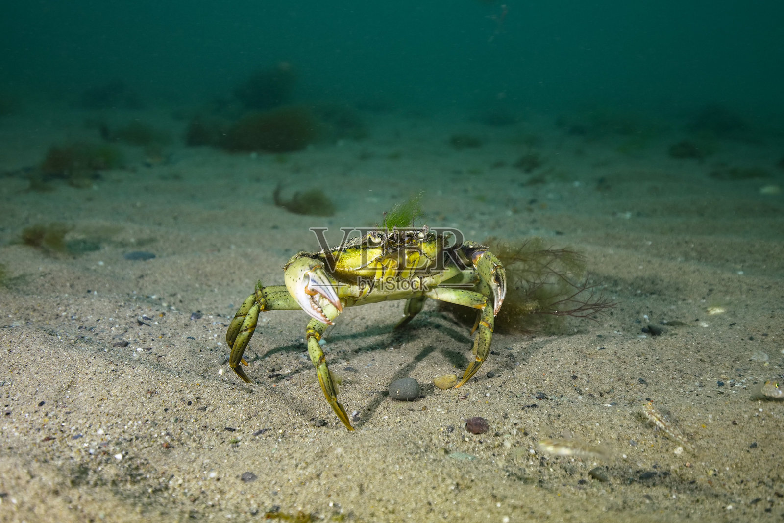 常见的岸边蟹在沙质海底上照片摄影图片