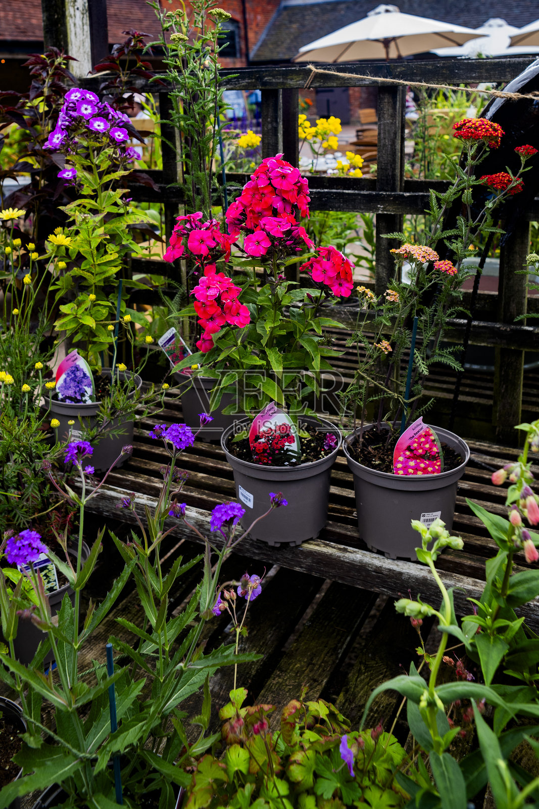 有机蔬菜花园配额,无农药或人工肥料 - 拍摄于胶卷上照片摄影图片