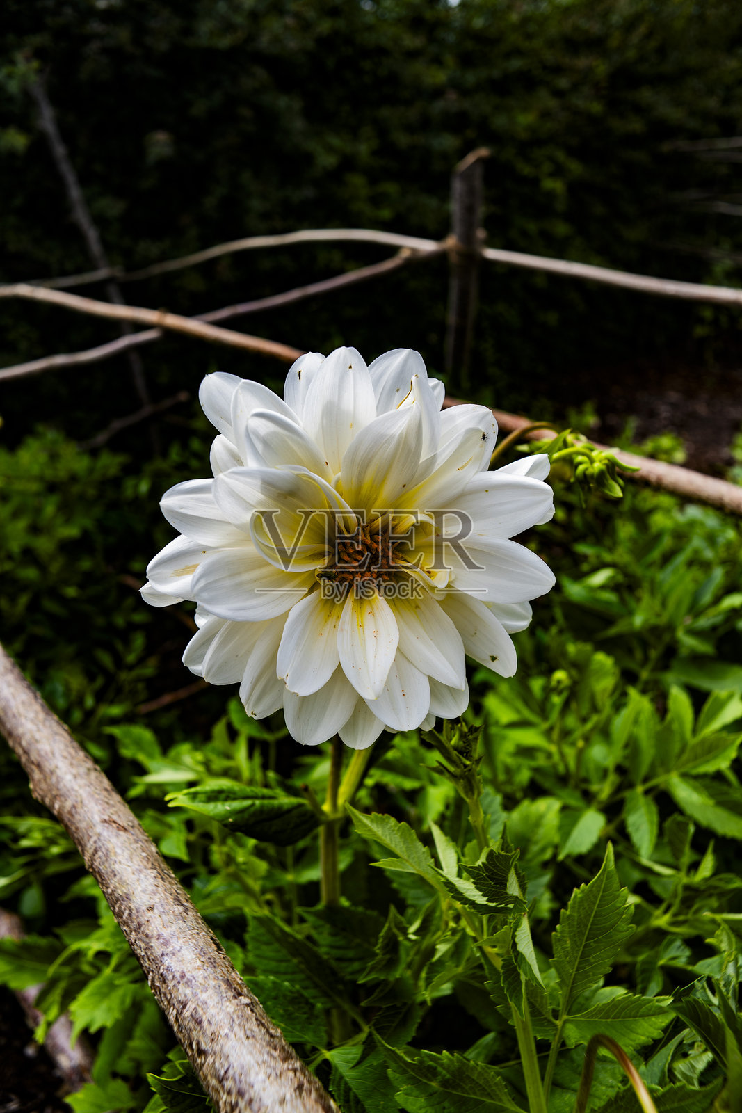 有机蔬菜花园配额,无农药或人工肥料 - 拍摄于胶卷上照片摄影图片