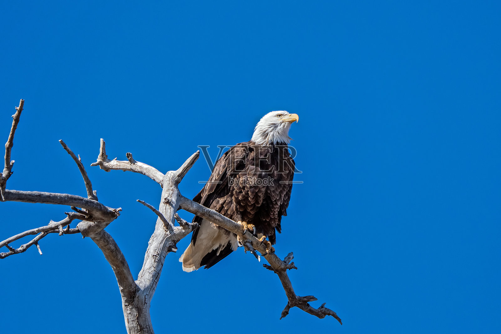 秃头鹰栖息在树枝上照片摄影图片
