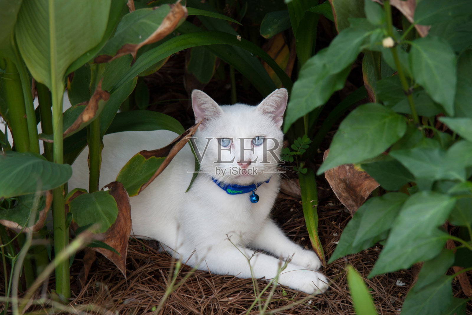 白猫躺在绿草中照片摄影图片