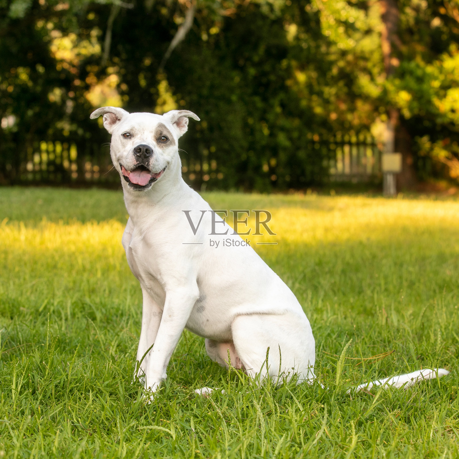 在绿色草地上快乐的白色斗牛犬混种狗照片摄影图片