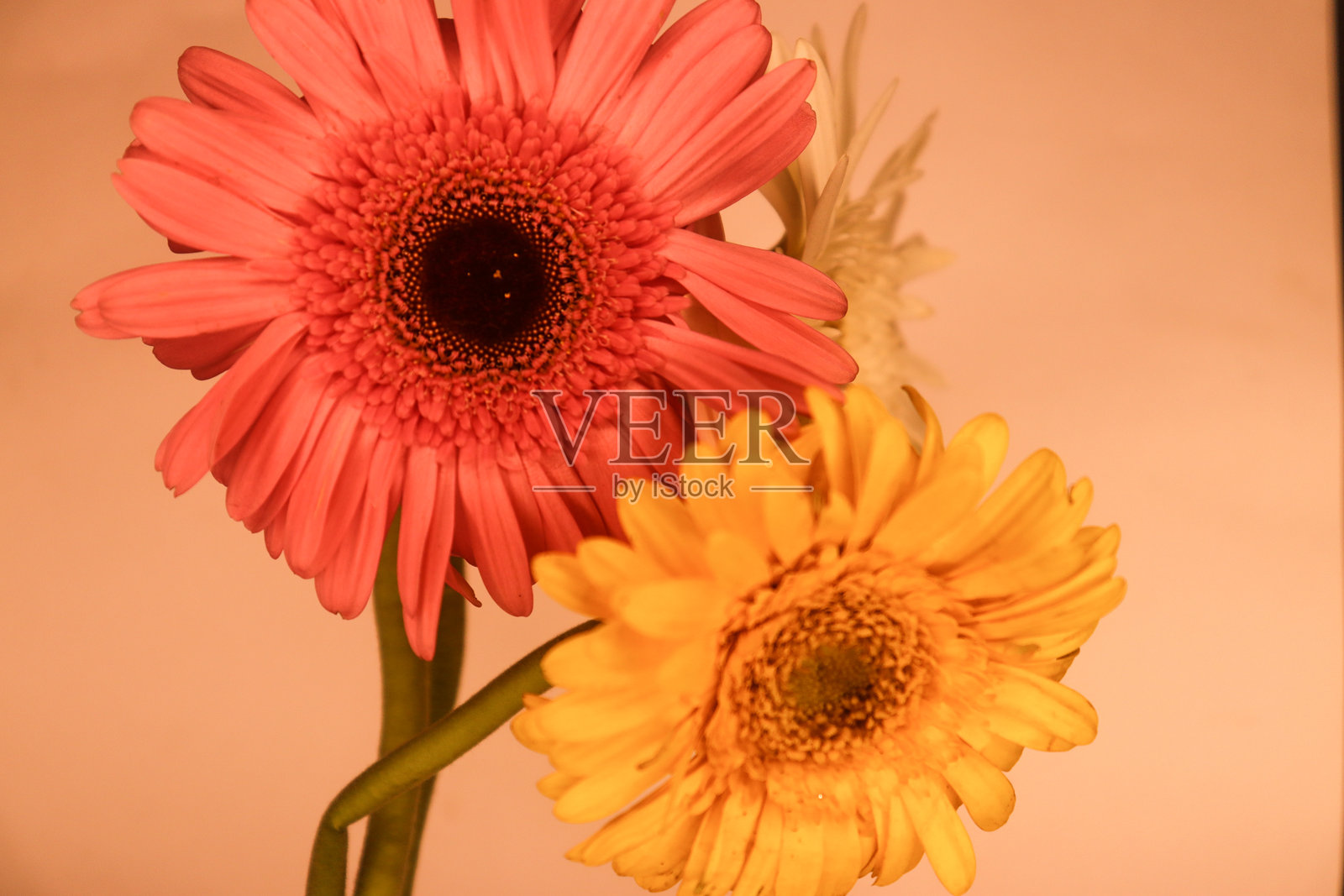 美丽的双色非洲菊花照片摄影图片